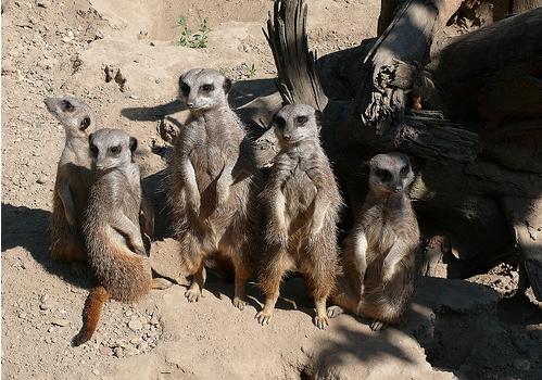 szurikáták szurikáták