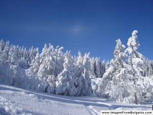 CC licence: Nikolay Rainov, www.ImagesFromBulgaria.com CC licence: Nikolay Rainov, www.ImagesFromBulgaria.com