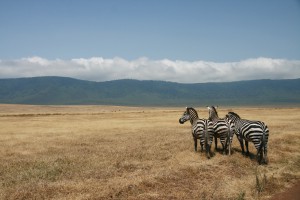 "Even the zebras are interested!" Fotó: Candy Fresacher