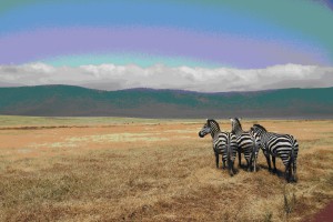 Even the zebras are interested! Photo by Candy Fresacher